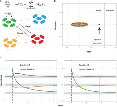 Periodontal and Peri-Implant Microbiome Dysbiosis Is Associated With Alterations in the Microbial Community Structure and Local Stability